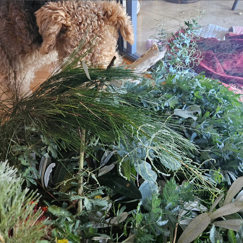 Alicia Plants